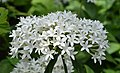 White flowers