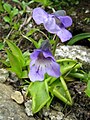 Pinguicula vulgaris