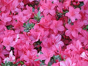 English: Pink Azalea flowers