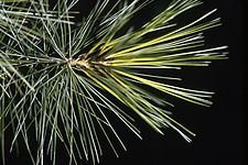 Pinus strobus needles