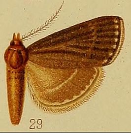 Bostra thermialis