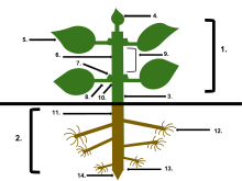 Anatomy of a seed plant. 1. Shoot system. 2. Root system. 3. Hypocotyl. 4. Terminal bud. 5. Leaf blade. 6. Internode. 7. Axillary bud. 8. Petiole. 9. Stem. 10. Node. 11. Tap root. 12. Root hairs. 13. Root tip. 14. Root cap Plant Anatomy.svg