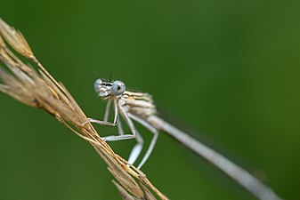 Platycnemis pennipes - Pióronóg zwykły 3 Pióronóg zwykły 3 Autor: Jarosław Bernacki