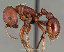 Pogonomyrmex barbatus casent0006306 профиль 1.jpg