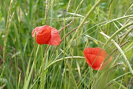 Pipacs (Papaver rhoeas)