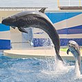 Halvspækhugger (t.v.) i fangenskab med delfin i Japan