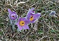 Große Kuhschelle (Pulsatilla grandis)