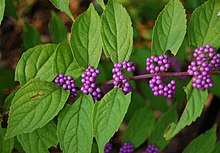 A twig with purple berries on it