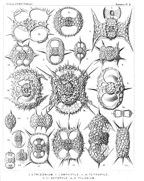 Plate 9.