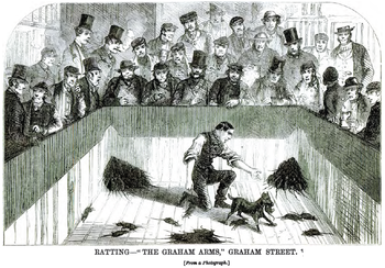 Rat-baiting graham street.png