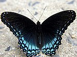 Limenitis arthemis