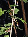 Ribes divaricatum