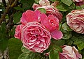 Rose 'Mariatheresia'