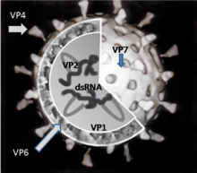 A cut-up image of a single rotavirus particle showing the RNA molecules surrounded by the VP6 protein and this in turn surrounded by the VP7 protein. The VP4 protein protrudes from the surface of the spherical particle.