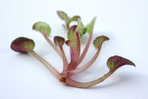 Saintpaulia vegetative shoot cutting