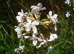 Orvosi szappanfű (Saponaria officinalis)