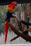 Scarlet Macaw (Ara macao) -full length-1c.jpg