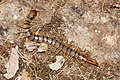 ზოლებიანი სკოლოპენდრა(Scolopendra cingulata)