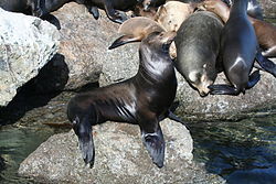 Θαλάσσιος λέοντας της Καλιφόρνιας (Zalophus californianus)