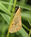 Steinflechtenbär (Setina irrorella)