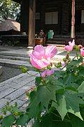 芙蓉の寺舎那院にて