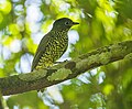 Shrike-like cotinga