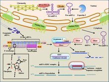 Mechanismus SiRNA.pdf