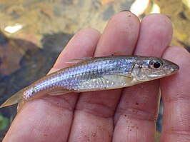 Notropis buccatus