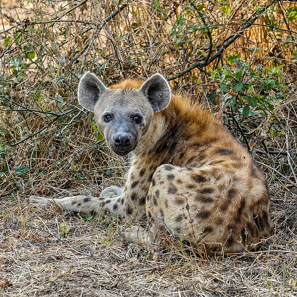 Spotted hyena, Zambia. Gallery: Commons: Featured pictures/Animals/Mammals/Carnivora#Hyenas