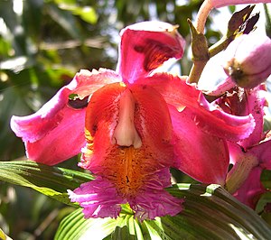 죽란(Sobralia dichotoma)