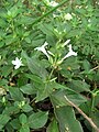 Barleria cristata shrub.