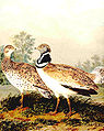 Little bustard Tetrax tetrax