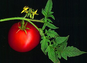 A scanned red tomato, along with leaves and fl...