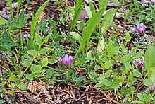 Klettasmári (Trifolium parryi).