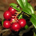 3226 Aurskog-Høland tyttebær Vaccinium vitis-idaea