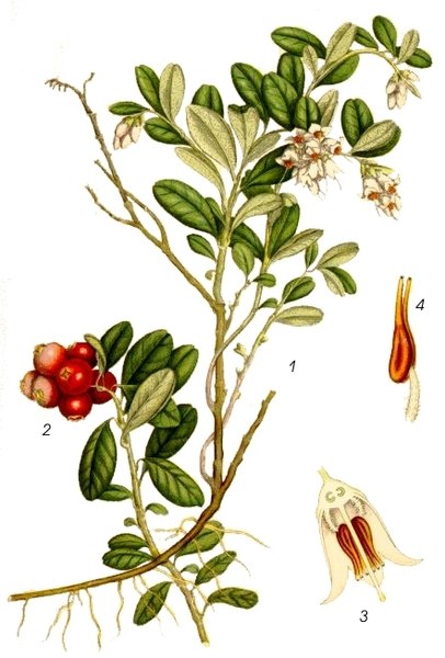 Cranberry Map: Approximate ranges of the cranberries in sect. Oxycoccos: Red: Common Cranberry. Orange: Small Cranberry. Green: American Cranberry.