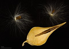 Fruit and seeds