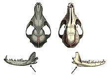 Comparative illustration of skulls of a true fox (left) and gray fox (right), with differing temporal ridges and subangular lobes indicated Vulpes vulpes & Urocyon cinereoargenteus skulls & mandibles.jpg