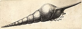 Desenho de T. fusus por Wenceslas Hollar.