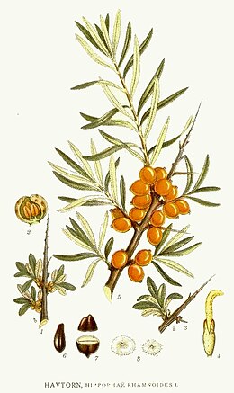 243 Hippophae rhamnoides.jpg