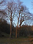 4 Sommerlinden (Tilia platyphyllos), Rosskastanie (Aesculus hippocastanum)