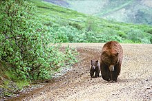 Odrasel rjavi medved (Ursus arctos) in mladič hodita v koraku po cesti v parku naravnost proti kameri, kot je videno in fotografirano iz turističnega avtobusa.