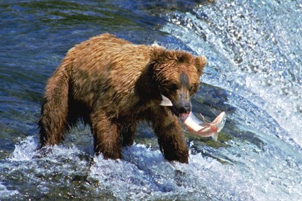 Eurasian Brown Bear Habitat And Diet