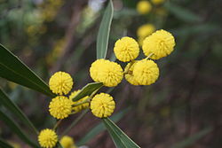 Acacia beckleri flwrs1 maranoa. 
 JPG