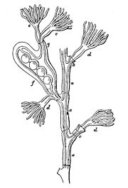 Figure showing part of the female colony of Halecium beanii, from an 1873 article by George James Allman Allman fig (QJMS 1873).jpg