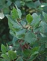 Grün-Erle (Alnus viridis subsp. sinuata)