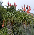 Αλόη η πολυόδους Aloe pluridens ("French Aloe").