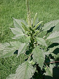 Amaranthus palmeri