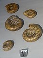 Ammoniten Homoeoplanulites, syn. Choffatia