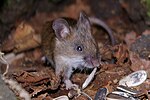Miniatura per Ratolí de bosc petit del Japó